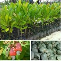 ราคา ต้นพันธุ์มะพร้าวร้อยพวง1 ต้นมะม่วงหิมพานต์ (Cashew) (เพาะเมล็ด) ต้นสูง 35-50 ซม จัดส่งพร้อมถุง 6 นิ้ว (1734521625852151614)