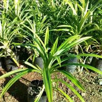 ราคา ต้นใบเตยหอม(ชุด2ต้น) ต้นสวยพร้อมปลูก เป็นพืชพุ่มเตี้ยที่มีลำต้นอยู่ใต้ดิน ใบเรียวยาว กลิ่นหอม ใช้ทำสีและแต่งกลิ่นอาหาร ขนมไทย (1732727674438059125)