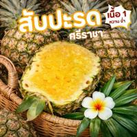 ราคา “สับปะรดศรีราชา” ( Sriracha Pineapple ) หวานฉ่ำน้ำฉ่ำเนื้อ (1734899933008070149)
