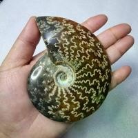 ราคา ฟอสซิลหอยแอมโมไนต์ (Ammonite Fossil) (1734593894990317222)