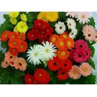 ราคา ขายส่ง 100 กรัม เมล็ดพันธุ์ เยอบีร่า คละสี ดอกไม้ ดอกเยอบีร่า Gerbera ต้นเยอบีร่า ไม้ดอก ไม้ประดับ เยอบีร่ากระถาง ของแท้ 100% ไม้จัดสวน พืช พืชเศรษฐกิจ จัดดอกไม้ ซุ้มดอกไม้ ต้นไ (1731204622220231946)