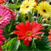 ราคา ขายส่ง 100 กรัม เมล็ดพันธุ์เยอบีร่า คละสี Gerbera ดอกเยอบีร่า พืชเศรษฐกิจ เมล็ดพันธุ์นำเข้า ไม้ดอกไม้ประดับ ไม้จัดสวน พืชเศรษฐกิจ เมล็ดพันธุ์นำเข้า ของขวัญ (1731535384340432651)