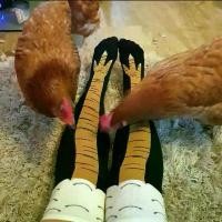 ราคา ส่งด่วน ถุงเท้าขาไก่ ถุงเท้าลายขาไก่ ถุงเท้า (1735246292798309623)