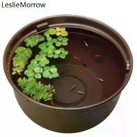 ราคา ✿อ่างเลี้ยงปลา ปลาเมดากะ จัดอ่างเลี้ยงปลาง่ายๆ Gex Medaka bowl♠ (1733831297702659995)