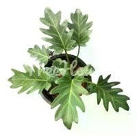 ราคา ซานาดู กระถาง 6 นิ้ว / Philodendron xanadu Croat, Mayo & J.Boos pot 6 (1734652492344428343)