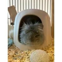 ราคา [ChillSpot] Ceramic Pet House 12" บ้านเซรามิกสำหรับสัตว์พันธุ์เล็กเช่น กระต่ายND หมาปักกิ่ง ปอมทีคัพ แพรรีด็อก ชินชิล่า สวัสดิการสด (1735021268415513811)