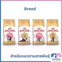 ราคา ✾Royal Canin 2 kg อาหารแมว kitten persian , persian, kitten british และ british short hair♗ (1735156253631547047)