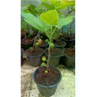 ราคา ต้นพันธุ์มะพร้าวร้อยพวงIraqi Fig, Iraqi Variety, Ready to Plant, Price 400 Baht. (1734521683457967860)