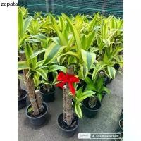 ราคา ต้นวาสนาอธิษฐาน วาสนาอธิษฐาน Cornstalk Plantต้นวาสนา กระถาง 9-11นิ้ว80-100cmออเดอร1ต้นต่อกล่อง (1735140169398191283)