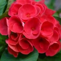 ราคา ต้นโป๊ยเซียน พันธุ์ดอกใหญ่ สีแดงเลือดนก (Crown of thorns plant) ขนาด 25-30 ซม ส่งพร้อมกระถาง 8 นิ้ว (1735314185258174025)
