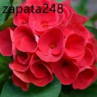 ราคา ต้นโป๊ยเซียน พันธุ์ดอกใหญ่ สีแดงเลือดนก (Crown of thorns plant) ขนาด 25-30 ซม ส่งพร้อมกระถาง 8 นิ้ว (1735133373647652254)