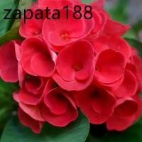 ราคา ต้นโป๊ยเซียน พันธุ์ดอกใหญ่ สีแดงเลือดนก (Crown of thorns plant) ขนาด 25-30 ซม ส่งพร้อมกระถาง 8 นิ้ว (1735483712819136408)