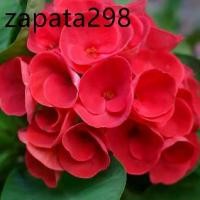 ราคา ต้นโป๊ยเซียน พันธุ์ดอกใหญ่ สีแดงเลือดนก (Crown of thorns plant) ขนาด 25-30 ซม ส่งพร้อมกระถาง 8 นิ้ว (1735313048985896303)