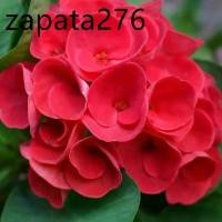 ราคา ต้นโป๊ยเซียน พันธุ์ดอกใหญ่ สีแดงเลือดนก (Crown of thorns plant) ขนาด 25-30 ซม ส่งพร้อมกระถาง 8 นิ้ว (1735421470297064918)