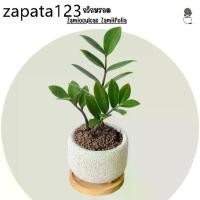 ราคา กวักมรกต ZZ Plant 4 “ ไม้มงคลพร้อมกระถางอิฐมวลเบา + จานรองไม้ กวักมรกต ไม้ปลูกในบ้าน ไม้ฟอกอากาศ ดูแลง่าย (1735486969344197660)