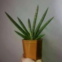 ราคา Sansevieria Silver Crown Dragon's Tongue / Ivory Plant "Silver Crown"/ Air Purifying Plant / Outdoor & Indoor Plant / Potted Plant 4 Inches (1734693306560513859)