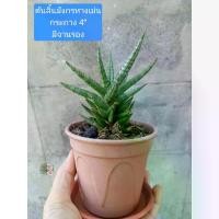 ราคา Dragon Tongue Plant with Thorn Tail Sansevieria Francisii / Snake Plant 4-Inch Pot with Saucer Auspicious Wood, Good Air Purifying Wood. The Green Oval Leaves Grow in Lay (1734952499290015555)