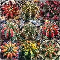 ราคา เมล็ดพันธุ์ ยิมโนด่าง gymno seed 100 เมล็ด กระบองเพชร แคคตัส Cactus Gymnocalicium variegated (1735486151024609098)