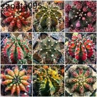 ราคา เมล็ดพันธุ์ ยิมโนด่าง gymno seed 100 เมล็ด กระบองเพชร แคคตัส Cactus Gymnocalicium variegated (1735422769990174170)
