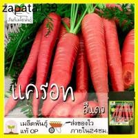 ราคา เมล็ดพันธุ์ แครอท สีแดง 200 เมล็ด Scarlet Red Carrot seed เมล็ดพันธุ์แท้ นำเข้าจากต่างประเทศ ปลูกผัก สวนครัว ปลูกง่าย โต (1735162258010178683)
