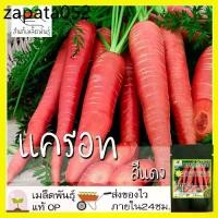 ราคา เมล็ดพันธุ์ แครอท สีแดง 200 เมล็ด Scarlet Red Carrot seed เมล็ดพันธุ์แท้ นำเข้าจากต่างประเทศ ปลูกผัก สวนครัว ปลูกง่าย โต (1735423065055593651)
