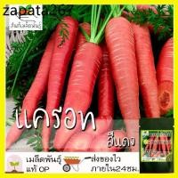 ราคา เมล็ดพันธุ์ แครอท สีแดง 200 เมล็ด Scarlet Red Carrot seed เมล็ดพันธุ์แท้ นำเข้าจากต่างประเทศ ปลูกผัก สวนครัว ปลูกง่าย โต (1735486483075138873)