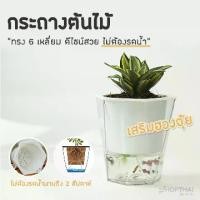 ราคา กระถางต้นไม้ 2 ชั้น สีใส ไม่ต้องรดน้ำ ทรง 6 เหลี่ยม ขนาด 20x20cm กระถางปลูกต้นไม้ กระถางพลาสติก กระถางรดน้ำอัตโนมัติ (1735452026661996002)