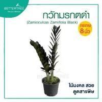 ราคา กวักมรกตดำ 8 นิ้ว Zamioculcas zamifolia black ต้นไม้มงคล ต้นไม้ฟอกอากาศ ต้นไม้ (1735073605741545158)