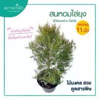 ราคา ไล่ยุงในฤดูร้อน ❉สนหอมกันยุง กระถาง 11 นิ้ว สูง 50 cmวัดจากกระถางขึ้นไป ต้นไม้แดด ต้นไม้♭ (1735501078630925487)
