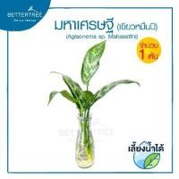 ราคา มหาเศรษฐี (จำนวน 1 ต้น) เลี้ยงน้ำได้ Aglaonema ต้นไม้มงคล ต้นไม้ฟอกอากาศ ต้นไม้ plant (1735263804642002542)