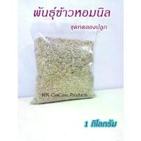 ราคา [Tiktok] [COD] (โปร++) พันธุ์ข้าวหอมนิล 1 กิโลกรัมเป้นข้าวจ้าวไม่ไวแสงปลูกได้ตลอดทั้งปีเมล็ดข้าวมีสีม่วงเข้ม ส่วนลด เมล็ดพันธุ์ พันธุ์ข้าว เมล็ดหญ้า เมล็ดข้าวโพด (1733624177674191908)