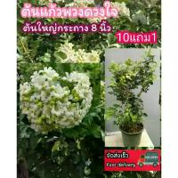 ราคา ต้นแก้วพวงดวงใจ พวงมณี ดอกแก้ว ดอกมะลิ ดอกไม้หอม พวงมาลัย ต้นไม้ไทยโบราณ ดิน ปุ๋ย กระถาง เมล็ดพันธุ์ ต้นกล้า จัดสวน ปลอม (1735310950398003134)