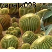 ราคา เมล็ดพันธุ์ ถังทอง Echinocactus grusonii 100 เมล็ด กระบองเพชร แคคตัส Cactus (1735133089208960461)