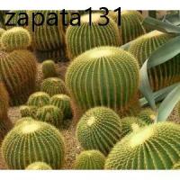 ราคา เมล็ดพันธุ์ ถังทอง Echinocactus grusonii 100 เมล็ด กระบองเพชร แคคตัส Cactus (1735482839484434332)