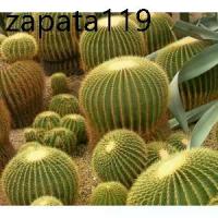 ราคา เมล็ดพันธุ์ ถังทอง Echinocactus grusonii 100 เมล็ด กระบองเพชร แคคตัส Cactus (1735421057323074612)