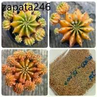 ราคา เมล็ดพันธุ์ ยิมโน LB2178 แท้ ด่าง 10 เมล็ด แคคตัส กระบองเพชร cactus Gymnocalycium friedrichii LB2178 variegata (1735133271662625869)