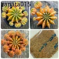 ราคา เมล็ดพันธุ์ ยิมโน LB2178 แท้ ด่าง 10 เมล็ด แคคตัส กระบองเพชร cactus Gymnocalycium friedrichii LB2178 variegata (1735421567943149118)
