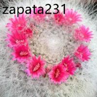ราคา เมล็ดพันธุ์ แมมแม่เฒ่า Mammillaria Hahniana 80 เมล็ด cactus แคคตัส กระบองเพชร (1735508736308577342)