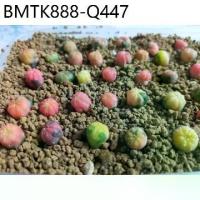 ราคา เมล็ดพันธุ์ แอสโตรด่าง mix astro ด่าง 10 เมล็ด กระบองเพชร แคคตัส Cactus Astrophytum Asterias Variegated (1734998689143359168)