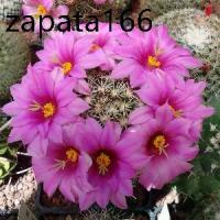ราคา เมล็ดพันธุ์ แมมชูแมน Mammillaria schumannii 80 เมล็ด cactus แคคตัส กระบองเพชร (1735138548673643841)