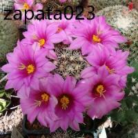 ราคา เมล็ดพันธุ์ แมมชูแมน Mammillaria schumannii 80 เมล็ด cactus แคคตัส กระบองเพชร (1735162032021406966)