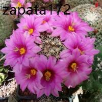 ราคา เมล็ดพันธุ์ แมมชูแมน Mammillaria schumannii 80 เมล็ด cactus แคคตัส กระบองเพชร (1735422885068768540)