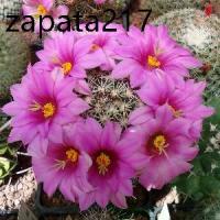 ราคา เมล็ดพันธุ์ แมมชูแมน Mammillaria schumannii 80 เมล็ด cactus แคคตัส กระบองเพชร (1735526575279408797)