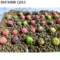 ราคา เมล็ดพันธุ์ แอสโตรด่าง mix astro ด่าง 10 เมล็ด กระบองเพชร แคคตัส Cactus Astrophytum Asterias Variegated (1734203783541065684)