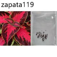 ราคา เมล็ดพันธุ์ ฤาษีผสม แฟนซี (Coleus - blumei Rainbow) ซองละ 100 เม็ด จากฝรั่งเศส (1735419427449701428)