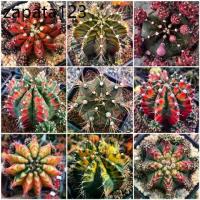ราคา เมล็ดพันธุ์ ยิมโนด่าง gymno seed 100 เมล็ด กระบองเพชร แคคตัส Cactus Gymnocalicium variegated (1735526558033151004)
