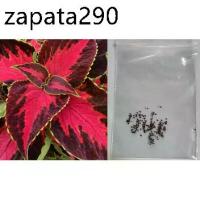 ราคา เมล็ดพันธุ์ ฤาษีผสม แฟนซี (Coleus - blumei Rainbow) ซองละ 100 เม็ด จากฝรั่งเศส (1735479943111935822)
