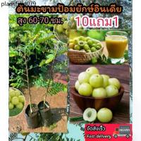 ราคา ต้นมะขามป้อมยักษ์อินเดีย สมุนไพรไทย ต้นไม้หายาก แก้อาการ บำรุงร่างกาย ดิน ปุ๋ย กระถาง เมล็ดพันธุ์ กิ่งตอน ผักสลัด จัดสวน (1735185830231639601)