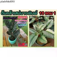 ราคา ต้นคล้าเสน่นางพิมพ์. คล้าขุนแผน ต้นไม้ฟอกอากาศ ปลูกในร่ม ดิน ธรรมชาต กระถาง ต้นกล้า เมล็ดพันธุ์ กิ่งชำ สวนน้ำตก แต่งบ้าน (1735185682364860320)