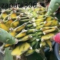ราคา เมล็ดพันธุ์ ยิมโนคริส ด่าง 10 เมล็ด ยิมโน cristata คริสตาต้า cactus กระบองเพชร แคคตัส (1735313102458226116)